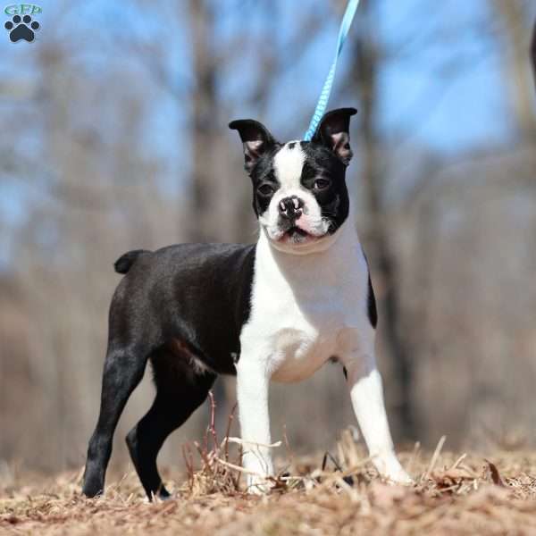 Boots, Boston Terrier Puppy